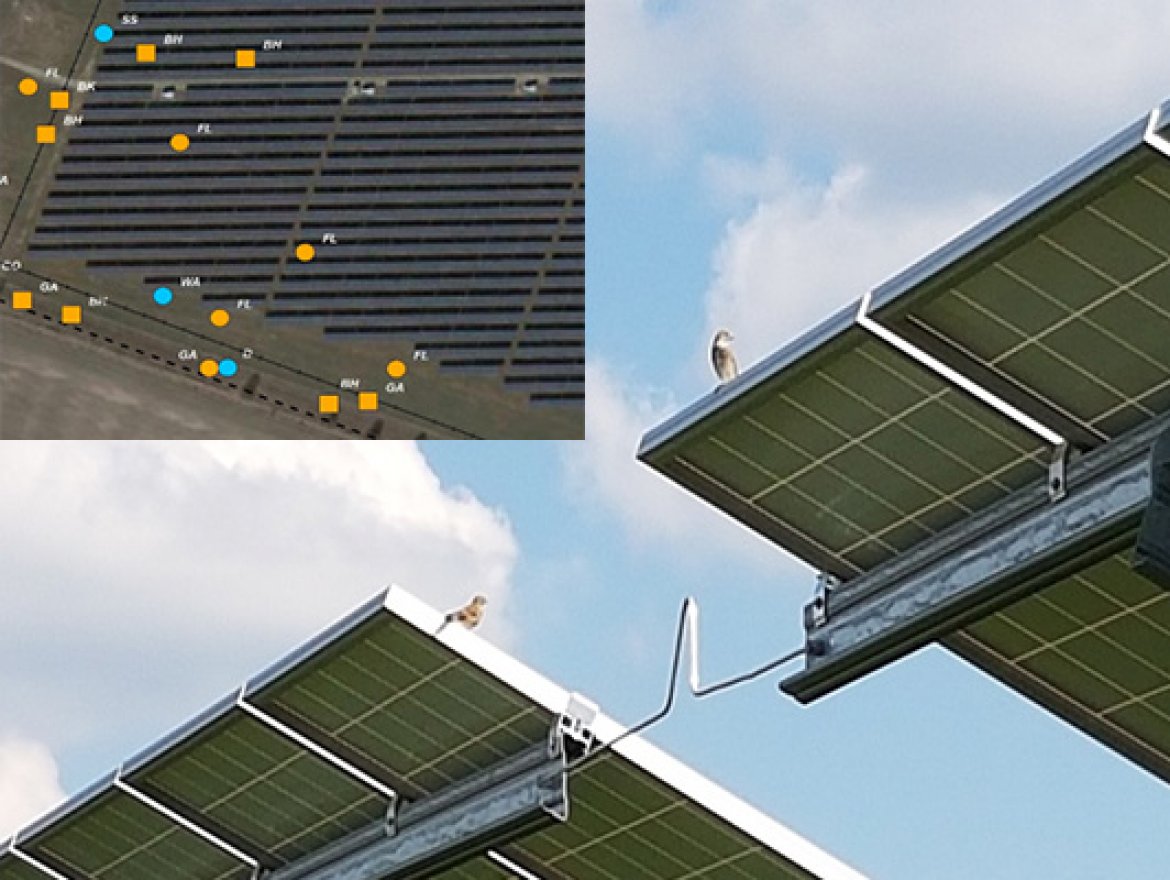 Brutvogelmonitoring in der Solaranlage